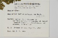 大鐵角蕨藏品圖，第2張