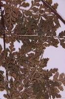 大鐵角蕨藏品圖，第3張