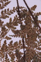 大鐵角蕨藏品圖，第4張