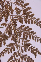 大鐵角蕨藏品圖，第5張