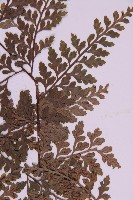 大鐵角蕨藏品圖，第3張