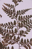 大鐵角蕨藏品圖，第4張