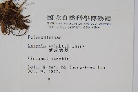 大鐵角蕨藏品圖，第7張