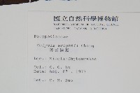 大鐵角蕨藏品圖，第9張