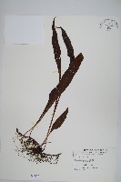 大鐵角蕨藏品圖，第10張