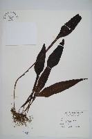 大鐵角蕨藏品圖，第12張