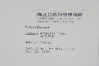 大鐵角蕨藏品圖，第13張