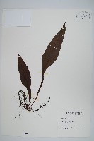 大鐵角蕨藏品圖，第14張