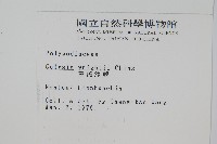 大鐵角蕨藏品圖，第15張