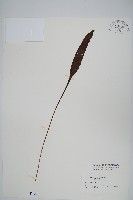 大鐵角蕨藏品圖，第16張