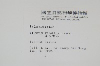 大鐵角蕨藏品圖，第17張