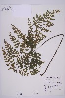 大鐵角蕨藏品圖，第1張