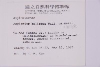 大鐵角蕨藏品圖，第5張