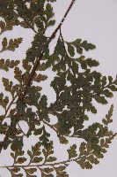 大鐵角蕨藏品圖，第6張