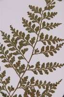 大鐵角蕨藏品圖，第7張