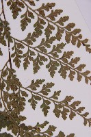 大鐵角蕨藏品圖，第8張