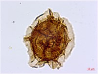 大鐵角蕨藏品圖，第3張