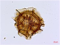 大鐵角蕨藏品圖，第4張