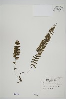 薄葉孔雀鐵角蕨、邊孢鐵角蕨藏品圖，第1張