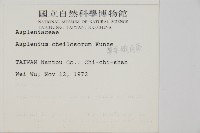 薄葉孔雀鐵角蕨、邊孢鐵角蕨藏品圖，第2張