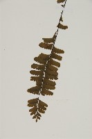 薄葉孔雀鐵角蕨、邊孢鐵角蕨藏品圖，第4張