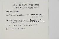 薄葉孔雀鐵角蕨、邊孢鐵角蕨藏品圖，第2張