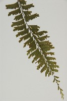 薄葉孔雀鐵角蕨、邊孢鐵角蕨藏品圖，第4張