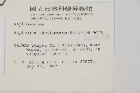 薄葉孔雀鐵角蕨、邊孢鐵角蕨藏品圖，第5張