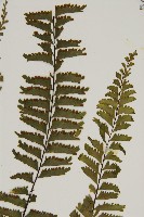 薄葉孔雀鐵角蕨、邊孢鐵角蕨藏品圖，第6張