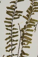 薄葉孔雀鐵角蕨、邊孢鐵角蕨藏品圖，第7張