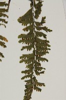 薄葉孔雀鐵角蕨、邊孢鐵角蕨藏品圖，第8張