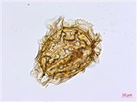 薄葉孔雀鐵角蕨、邊孢鐵角蕨藏品圖，第3張