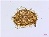 薄葉孔雀鐵角蕨、邊孢鐵角蕨藏品圖，第4張