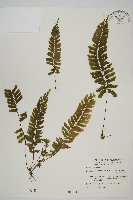 薄葉孔雀鐵角蕨、邊孢鐵角蕨藏品圖，第1張