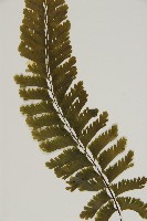 薄葉孔雀鐵角蕨、邊孢鐵角蕨藏品圖，第3張