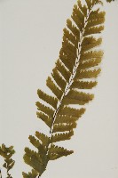 薄葉孔雀鐵角蕨、邊孢鐵角蕨藏品圖，第4張