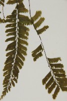 薄葉孔雀鐵角蕨、邊孢鐵角蕨藏品圖，第5張