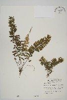 薄葉孔雀鐵角蕨、邊孢鐵角蕨藏品圖，第1張