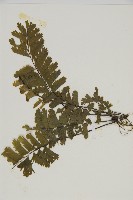 薄葉孔雀鐵角蕨、邊孢鐵角蕨藏品圖，第3張