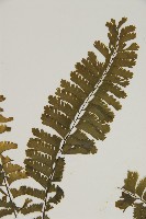 薄葉孔雀鐵角蕨、邊孢鐵角蕨藏品圖，第4張