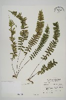 薄葉孔雀鐵角蕨、邊孢鐵角蕨藏品圖，第1張