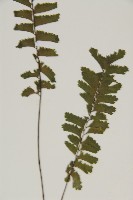 薄葉孔雀鐵角蕨、邊孢鐵角蕨藏品圖，第3張