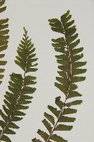 薄葉孔雀鐵角蕨、邊孢鐵角蕨藏品圖，第4張