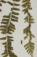 薄葉孔雀鐵角蕨、邊孢鐵角蕨藏品圖，第5張