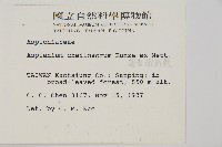 薄葉孔雀鐵角蕨、邊孢鐵角蕨藏品圖，第2張