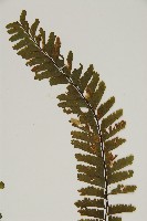 薄葉孔雀鐵角蕨、邊孢鐵角蕨藏品圖，第3張