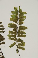 薄葉孔雀鐵角蕨、邊孢鐵角蕨藏品圖，第4張