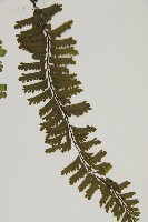 薄葉孔雀鐵角蕨、邊孢鐵角蕨藏品圖，第5張