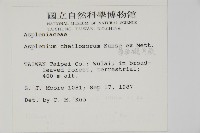 薄葉孔雀鐵角蕨、邊孢鐵角蕨藏品圖，第2張