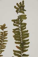 薄葉孔雀鐵角蕨、邊孢鐵角蕨藏品圖，第3張